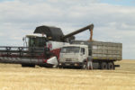 300000 тонн зерна  намолочено  в Клетском районе